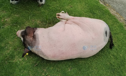 香豬多器官單細(xì)胞懸液怎么制？用單細(xì)胞懸液制備儀