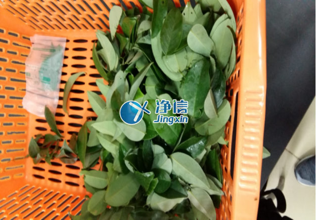 全自動(dòng)樣品研磨儀研磨降香黃檀樹(shù)葉、樹(shù)枝—上海凈信